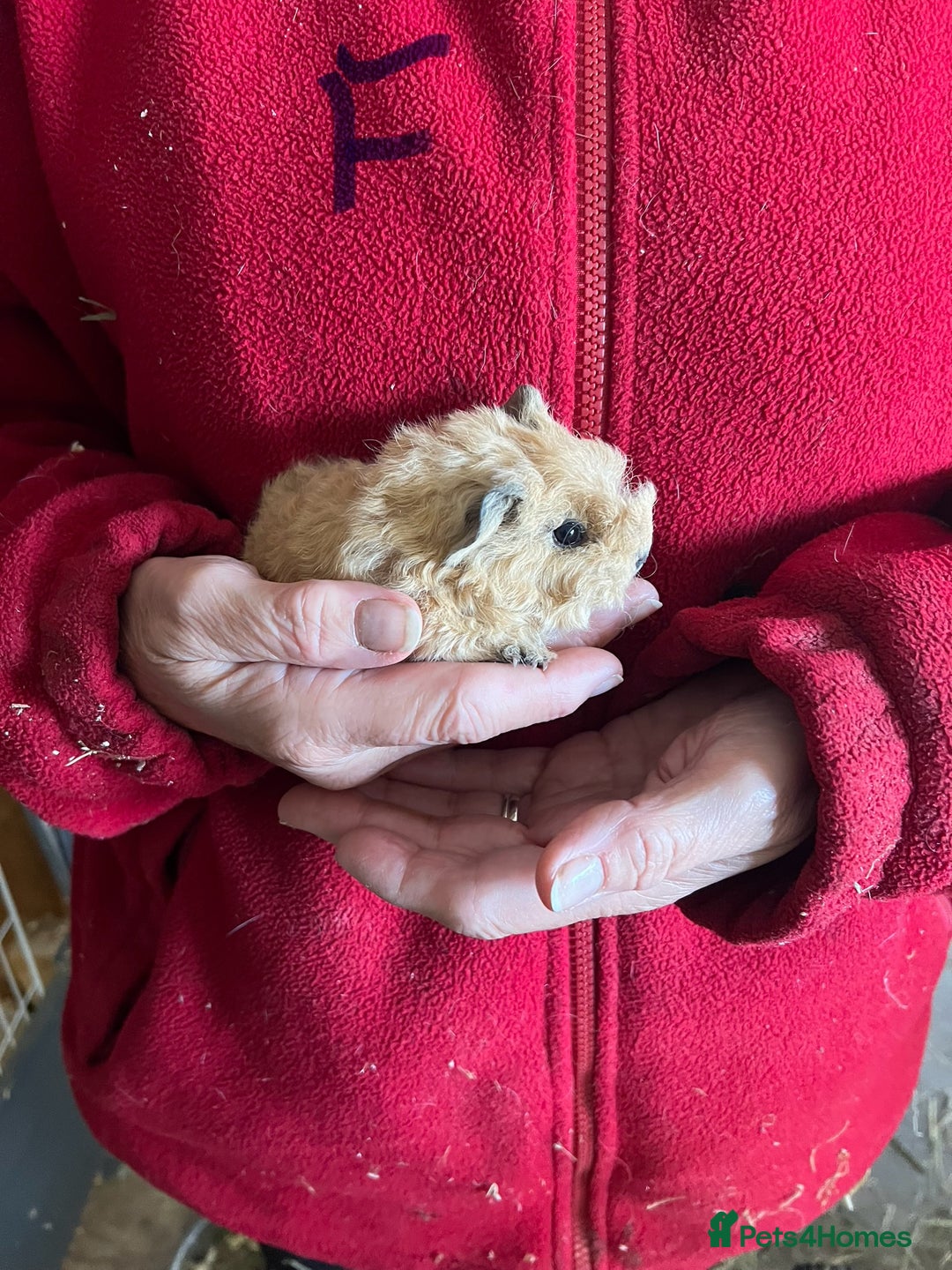 Guinea Pig rodents for sale: Texel and Lunkarya Guinea Pigs - Image 6