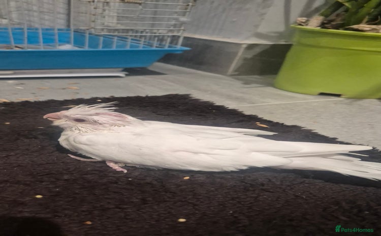 Cockatiels birds Lovely birds babyies - Advert 16