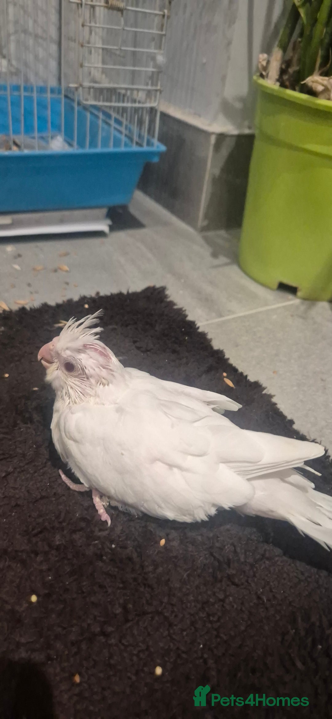 Cockatiels birds for sale: Lovely birds babyies - Advert 1