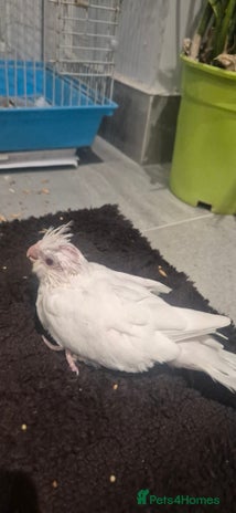 Cockatiels birds Lovely birds babyies - Advert 16
