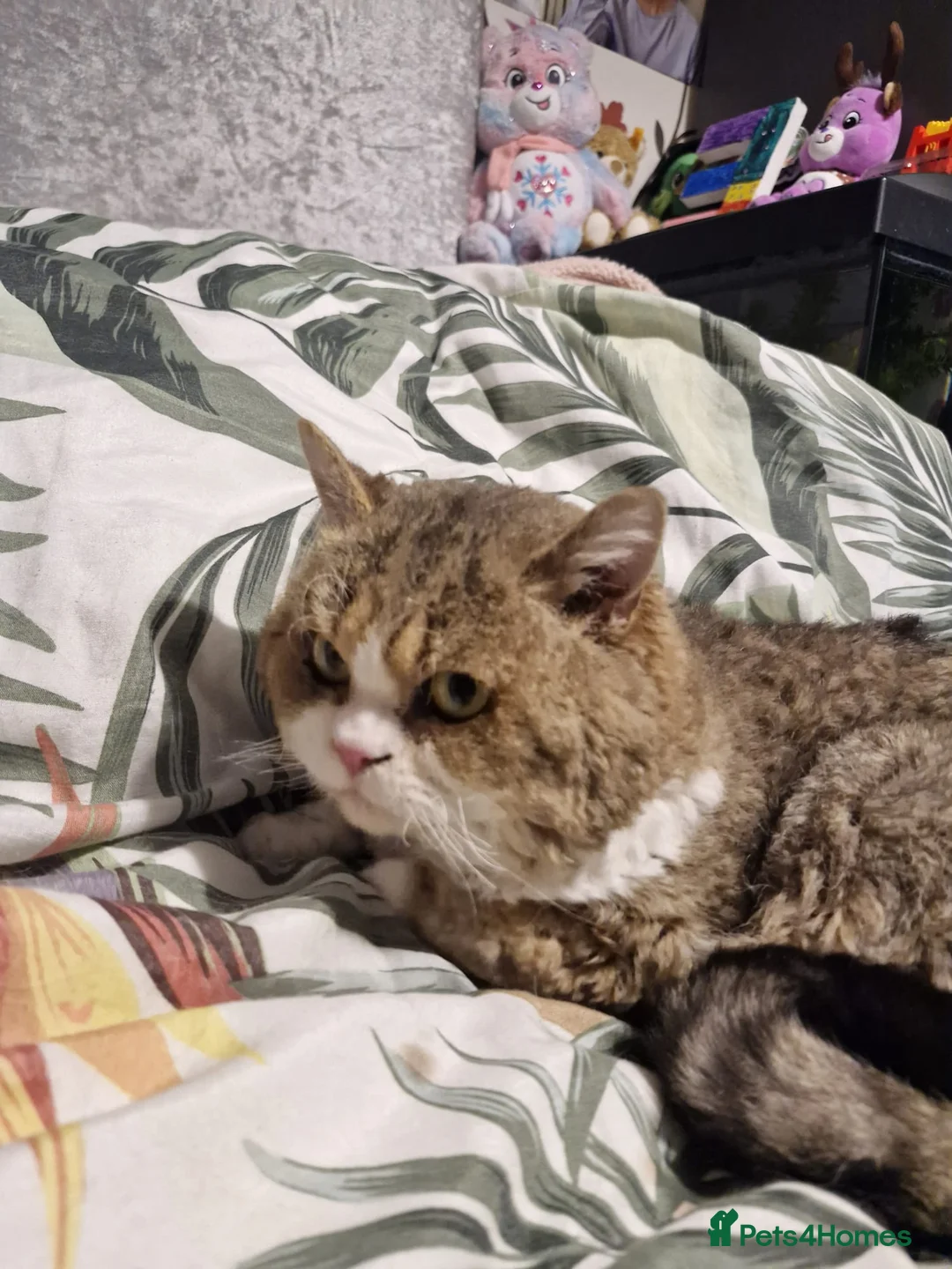 Selkirk Rex cats for sale: Stunning dual registered selkirk rex curly. - Advert 4