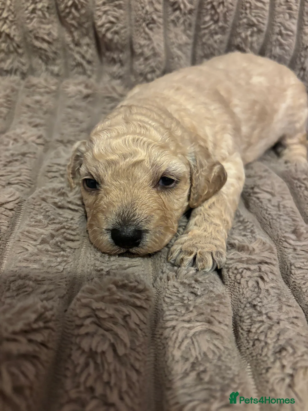 Cockapoo dogs for sale: Last little boy left Beautiful cockapoo puppies - Advert 17