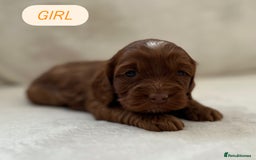 Cockapoo dogs for sale: F1 Show Type Cockapoo Puppies - Image 14