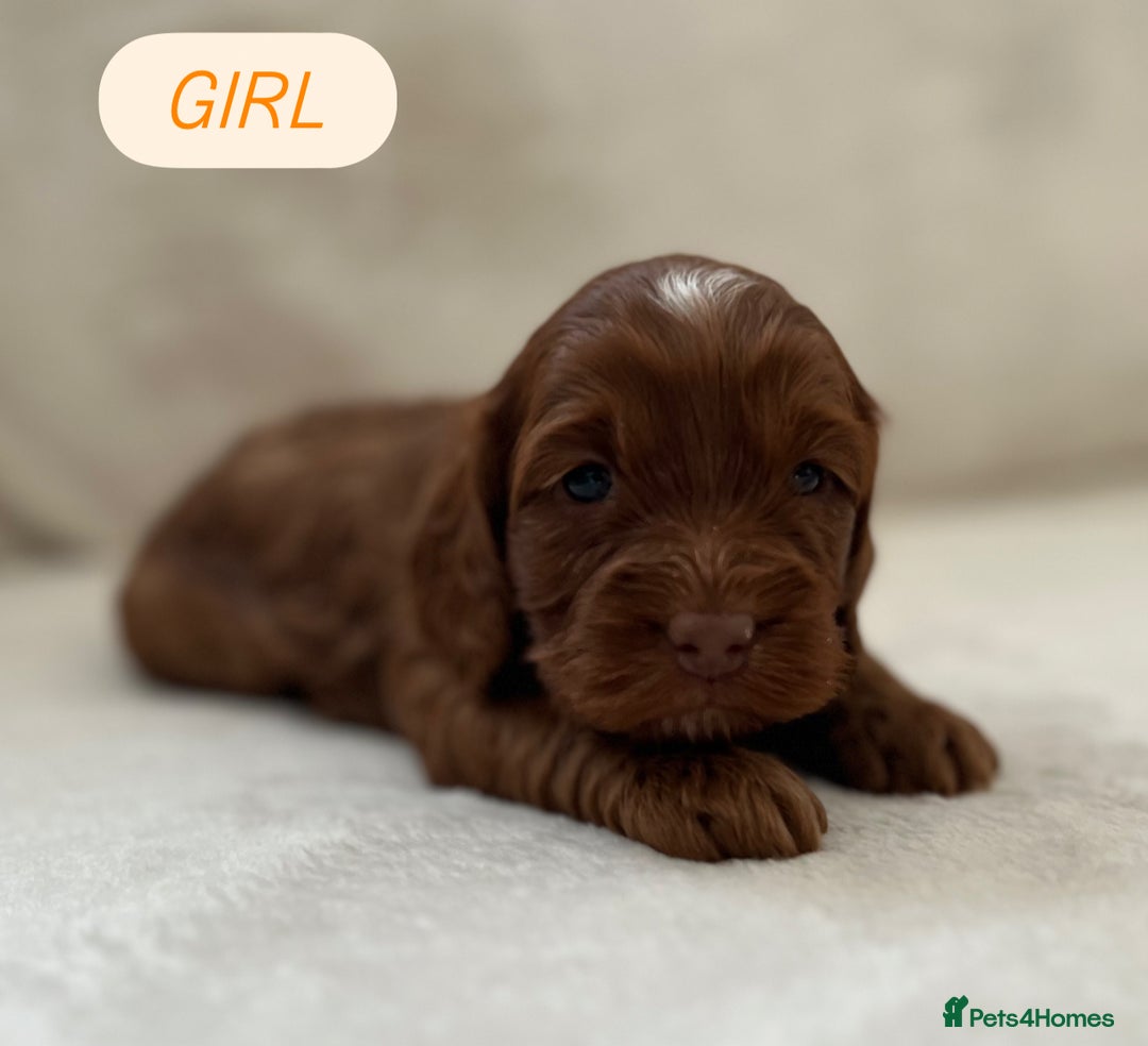 Cockapoo dogs for sale: F1 Show Type Cockapoo Puppies - Image 14