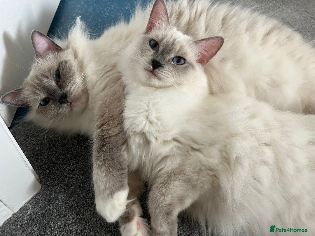Ragdoll cats for sale: 💔 Rehoming Active Ragdoll Queens TICA Registered - Image 12