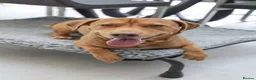 Mixed Breed dogs for adoption: Short Oso - Advert 15