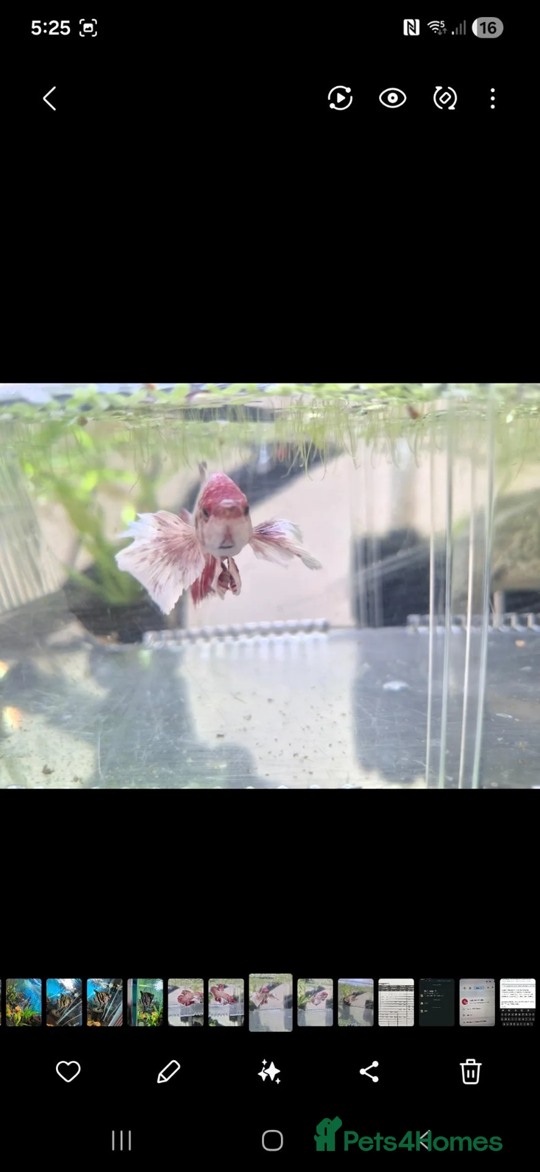 Bettas fish for sale: X3 betta fish - Advert 2