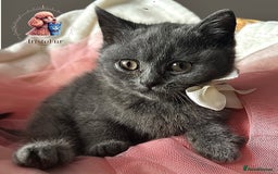 British Shorthair cats for sale: 🐾 Blue British Shorthair Kittens  🐾 - Image 2