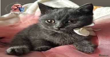 British Shorthair cats - Advert 11
