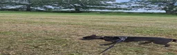 Staffordshire Bull Terrier dogs for sale: Baby boy needs a forever home  - Advert 7