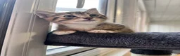 Mixed Breed cats for sale: Beautiful kitten  - Advert 6
