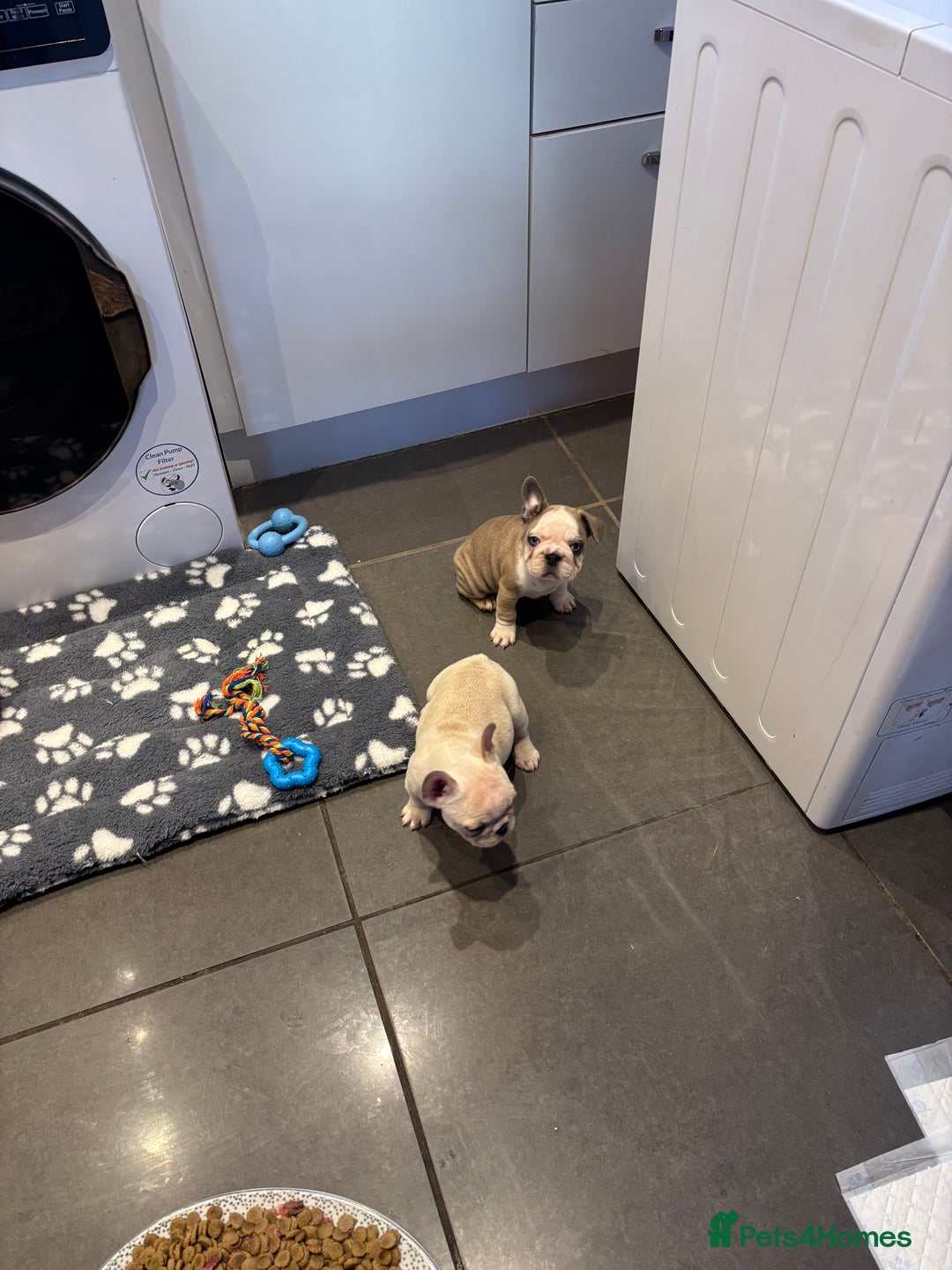 French Bulldog dogs for sale:  French bulldogs  - Advert 23
