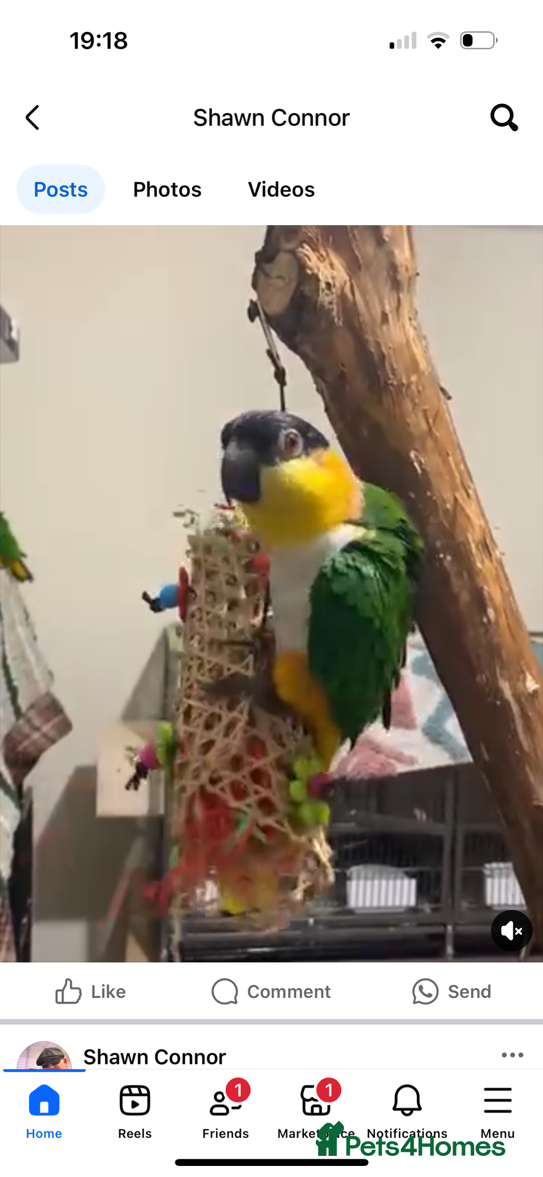 Parrots birds for sale: Black headed caique - Image 2