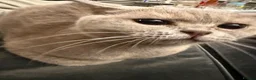 British Shorthair cats for sale: Fafa & Lala 2 Female British Shorthairs in London - Advert 3