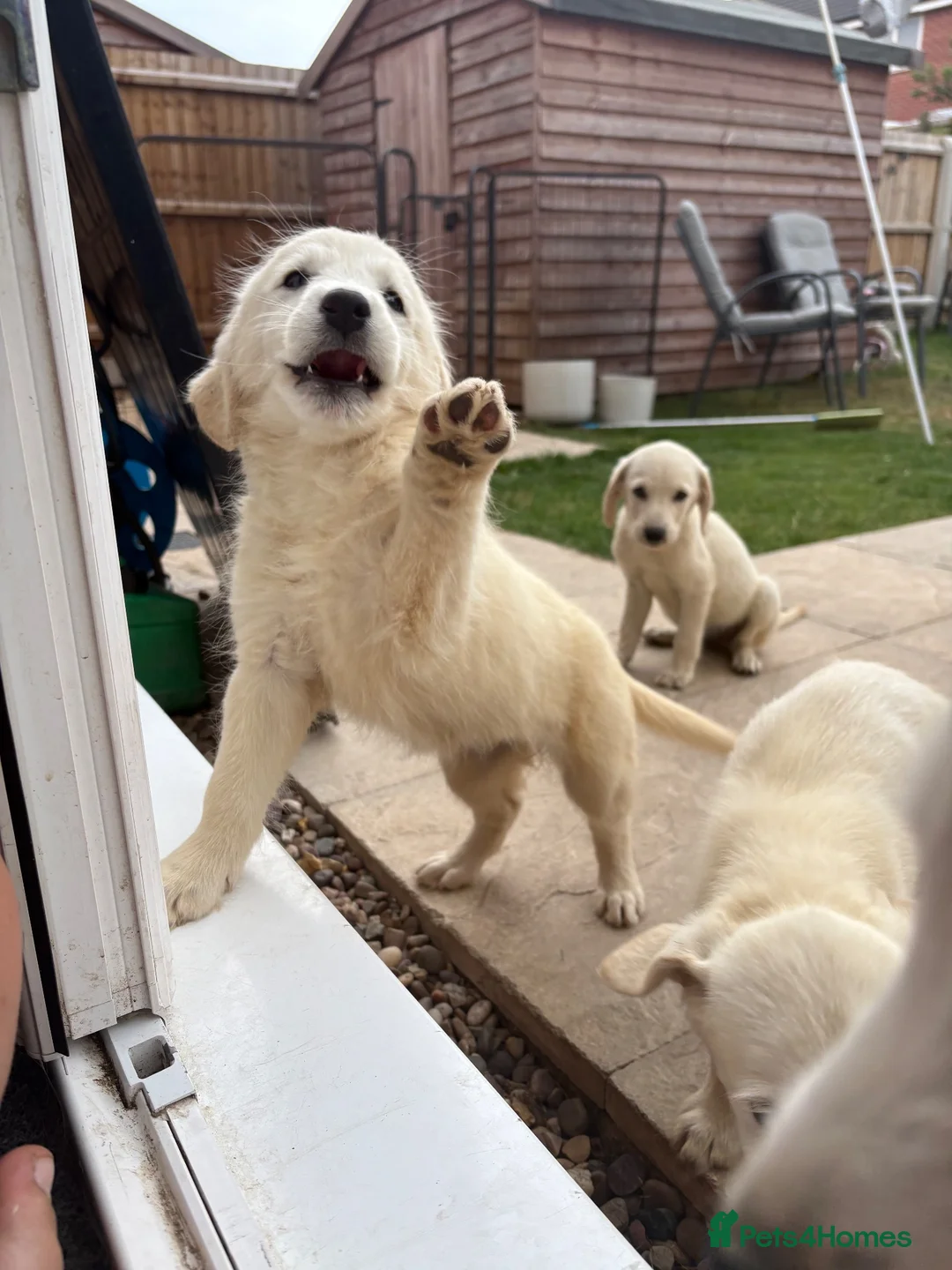 Labradoodle dogs for sale: Fox Red Labrador x Labradoodle puppies - Advert 2