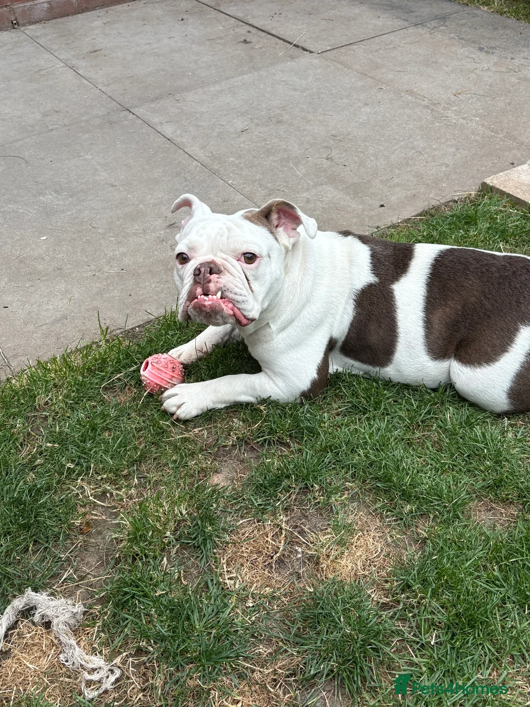 English Bulldog dogs for sale: English bulldog  in Halesowen - Advert 2