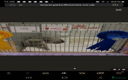 British Shorthair cats for sale: GCCF BSH Kittens pet homes only  - Image 5