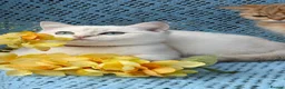 British Shorthair cats for sale: British shorthair adorable golden kittens  - Advert 4