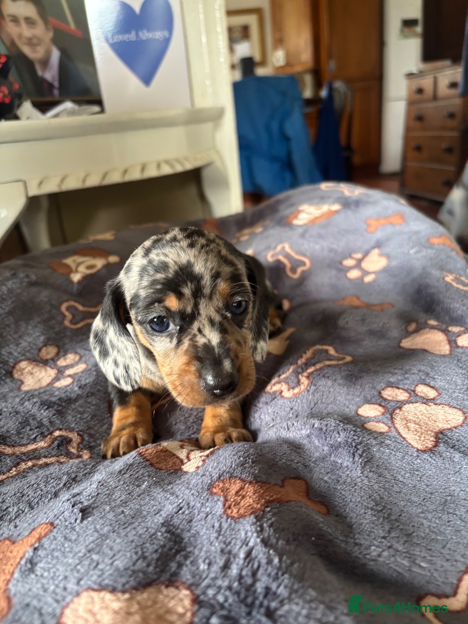 Miniature Dachshund dogs 1 left! Gorgeous Miniature Dachshund puppies - Advert 5