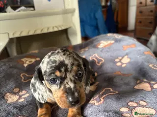 Miniature Dachshund dogs 1 left! Gorgeous Miniature Dachshund puppies - Advert 5