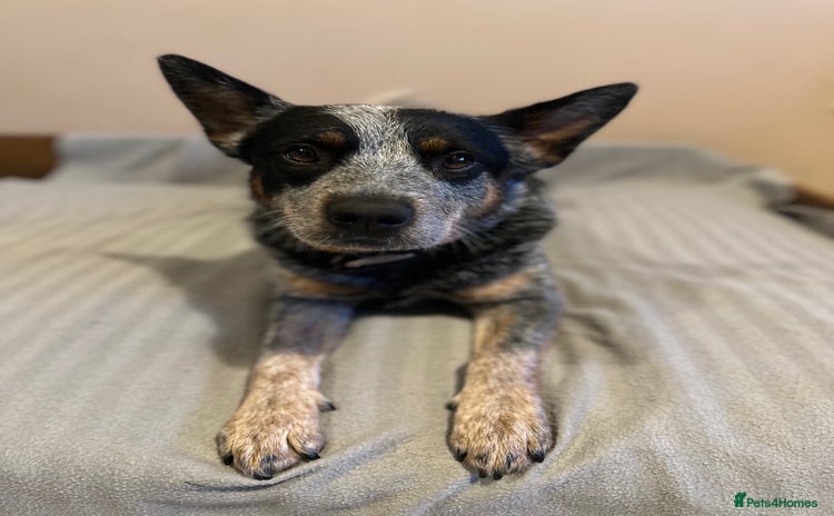 Australian Cattle Dog dogs Absolutely stunning litter!! - Advert 10