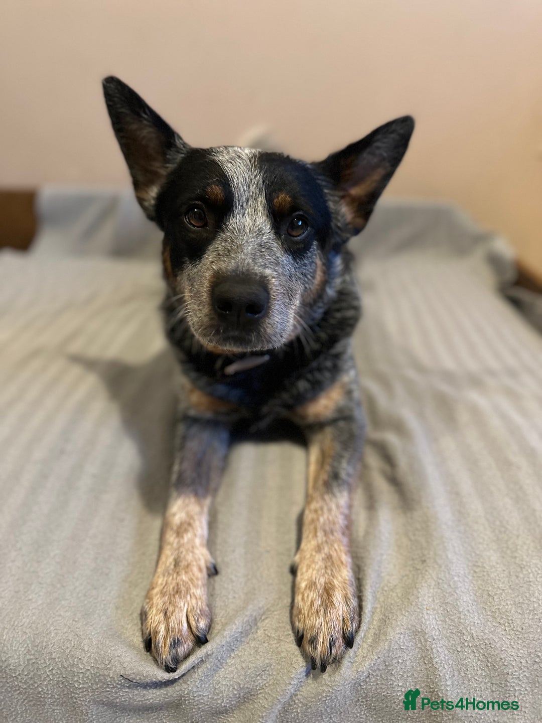 Australian Cattle Dog dogs for sale: Absolutely stunning litter!! - Advert 1