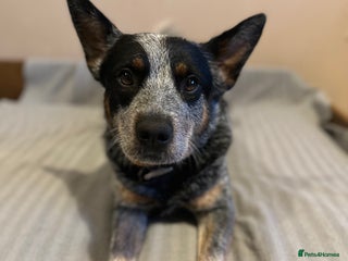Australian Cattle Dog dogs Absolutely stunning litter!! - Advert 15