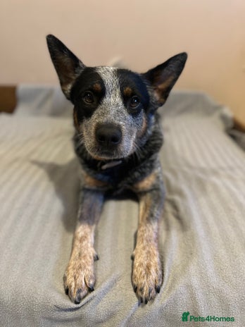 Australian Cattle Dog dogs Absolutely stunning litter!! - Advert 1