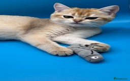 British Shorthair cats for sale: BSH GCCF Girl and Boy NY 12 GOLDEN BLACK SHEDDED  in Basildon - Image 19