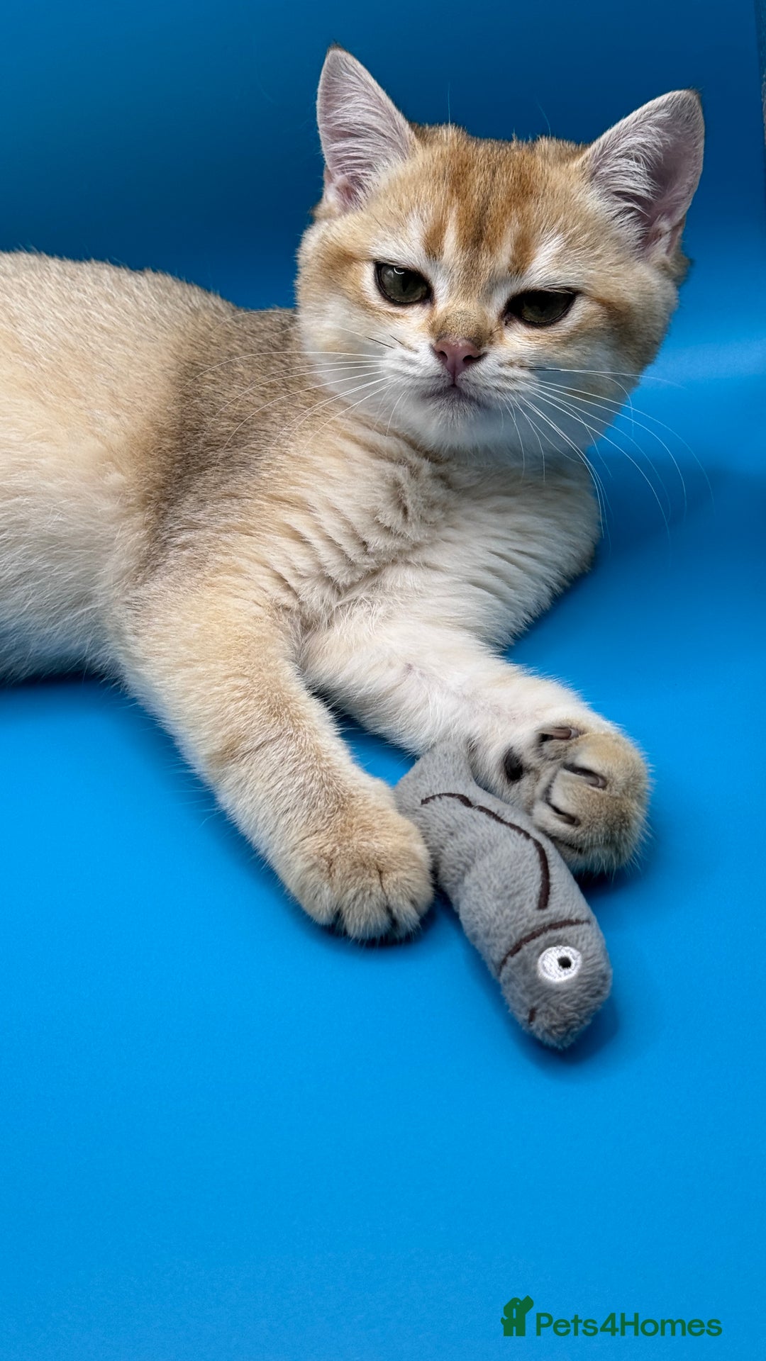 British Shorthair cats for sale: BSH GCCF Girl and Boy NY 12 GOLDEN BLACK SHEDDED  in Basildon - Image 19