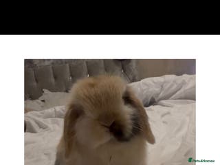 Mini Lop rabbits PEDIGREE MINI LOP BABIES READY NOW - Advert 18