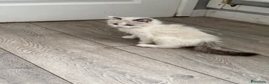 Ragdoll 4