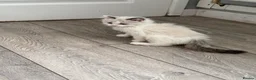 Ragdoll cats for sale: 4 ragdoll kittens - Advert 9