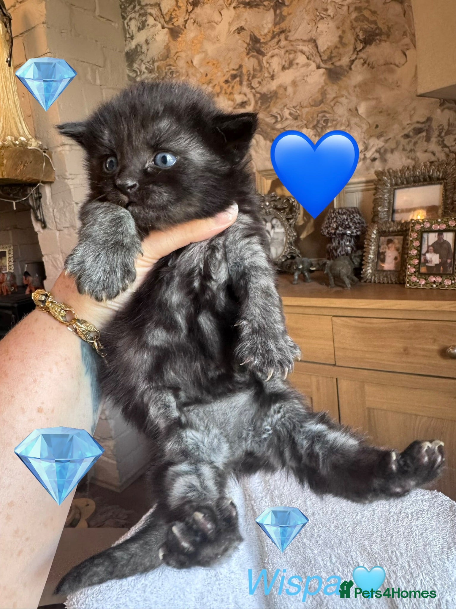 Nebelung cats 💎 Nebelung X PersianxMaincoon 💎 - Advert 2