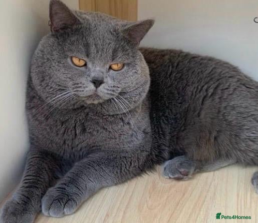 British Shorthair cats Gorgeous British short hair  - Advert 1