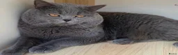 British Shorthair cats for sale: Gorgeous British short hair  in London - Advert 1