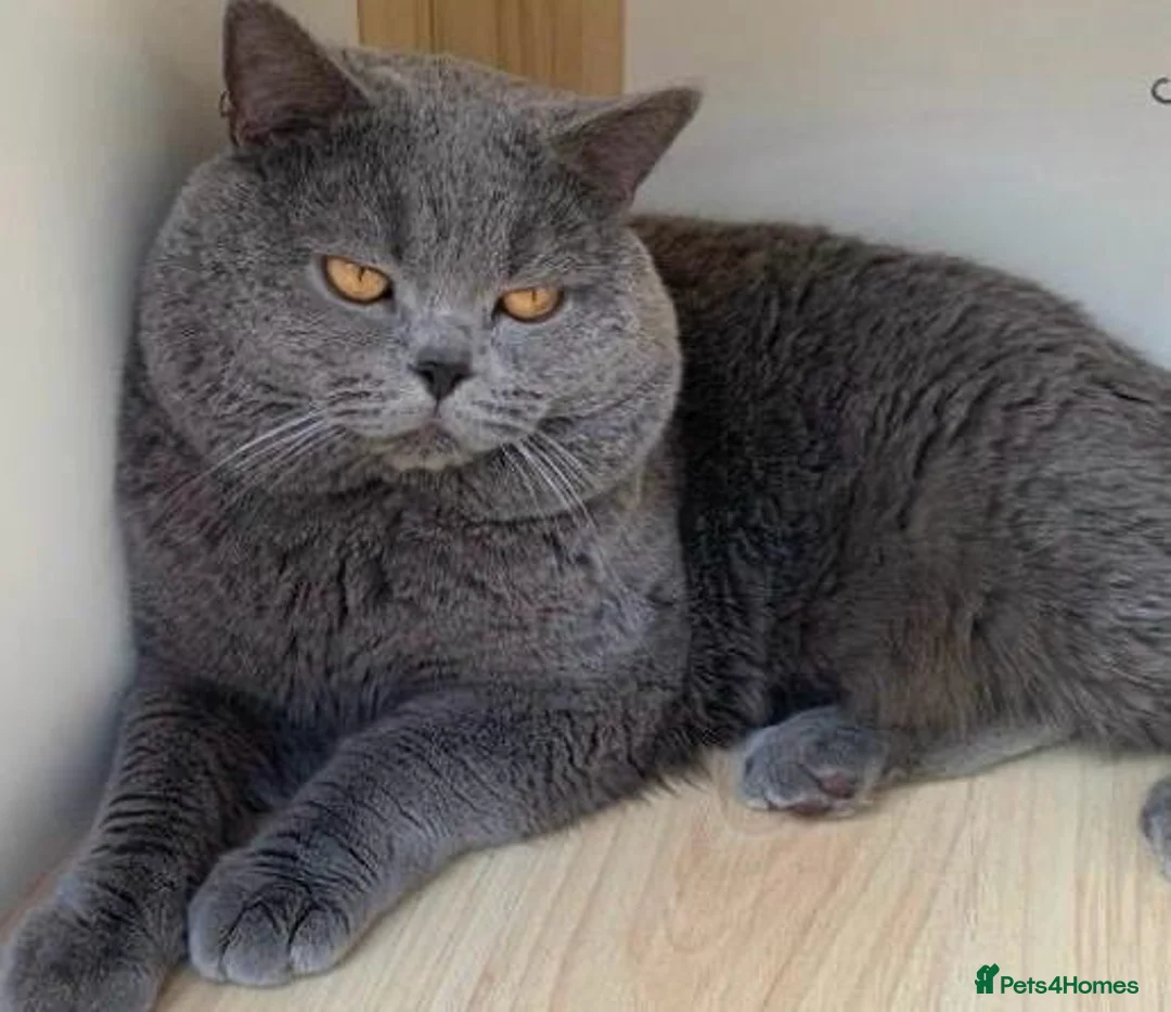 British Shorthair cats for sale: Gorgeous British short hair  in London - Advert 1