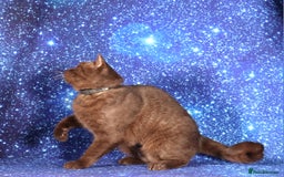 British Shorthair cats for sale: Retired Tica registered British shorthair females  - Image 19
