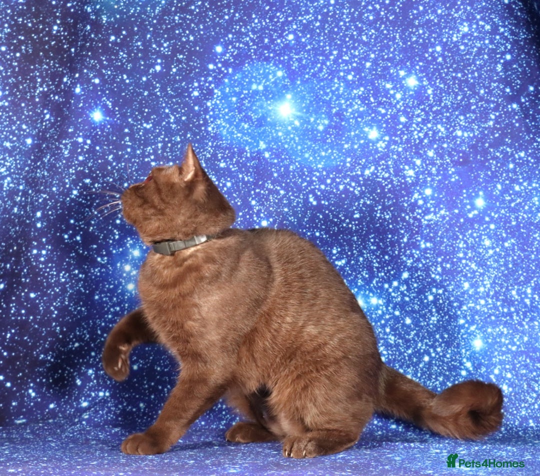 British Shorthair cats for sale: Retired Tica registered British shorthair females  - Image 19