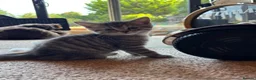 Scottish Fold cats for sale: Scottish Straight Kittens  - Advert 3
