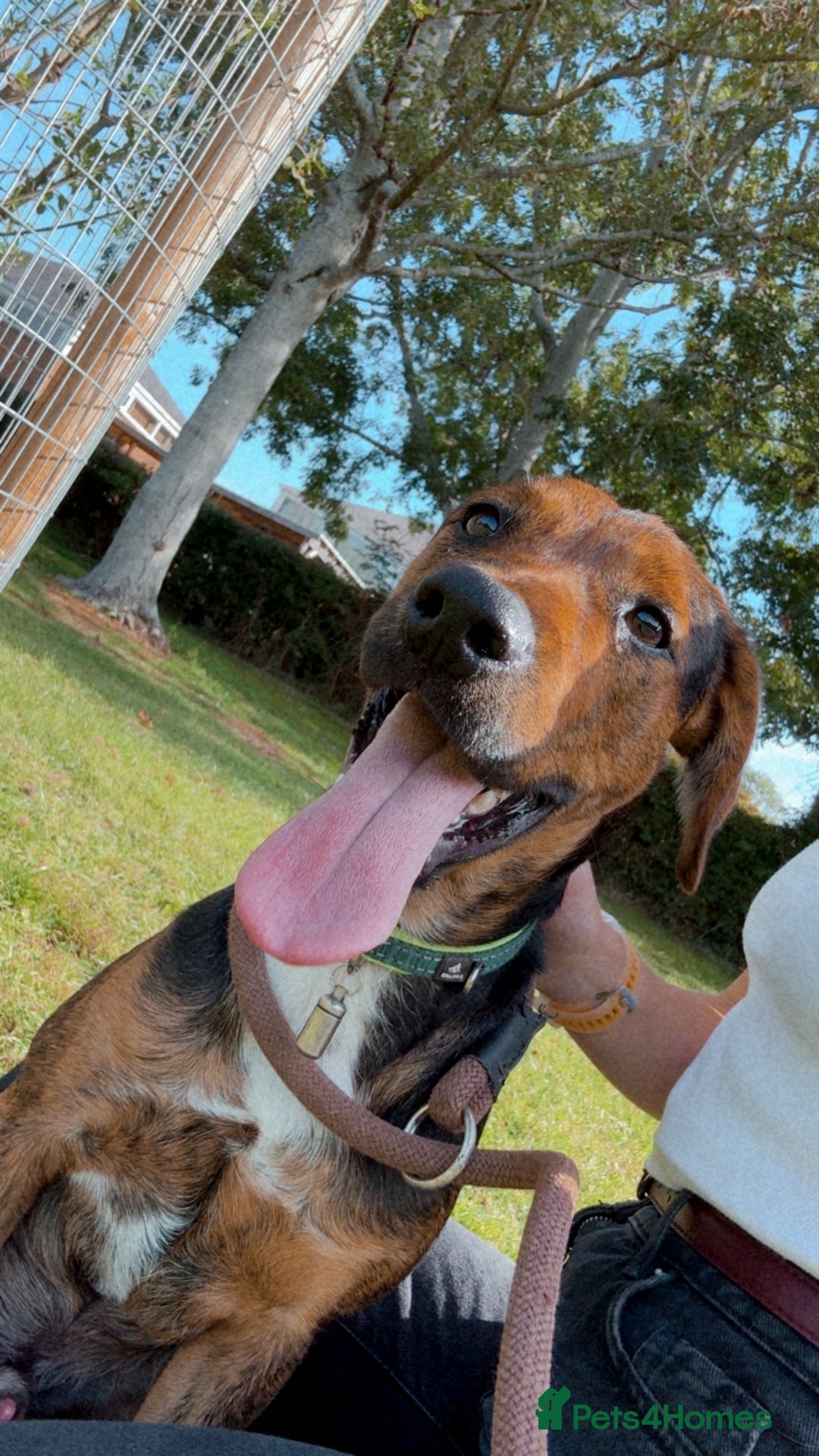 Mixed Breed dogs for sale: Jack Russell (long legged)  - Advert 2