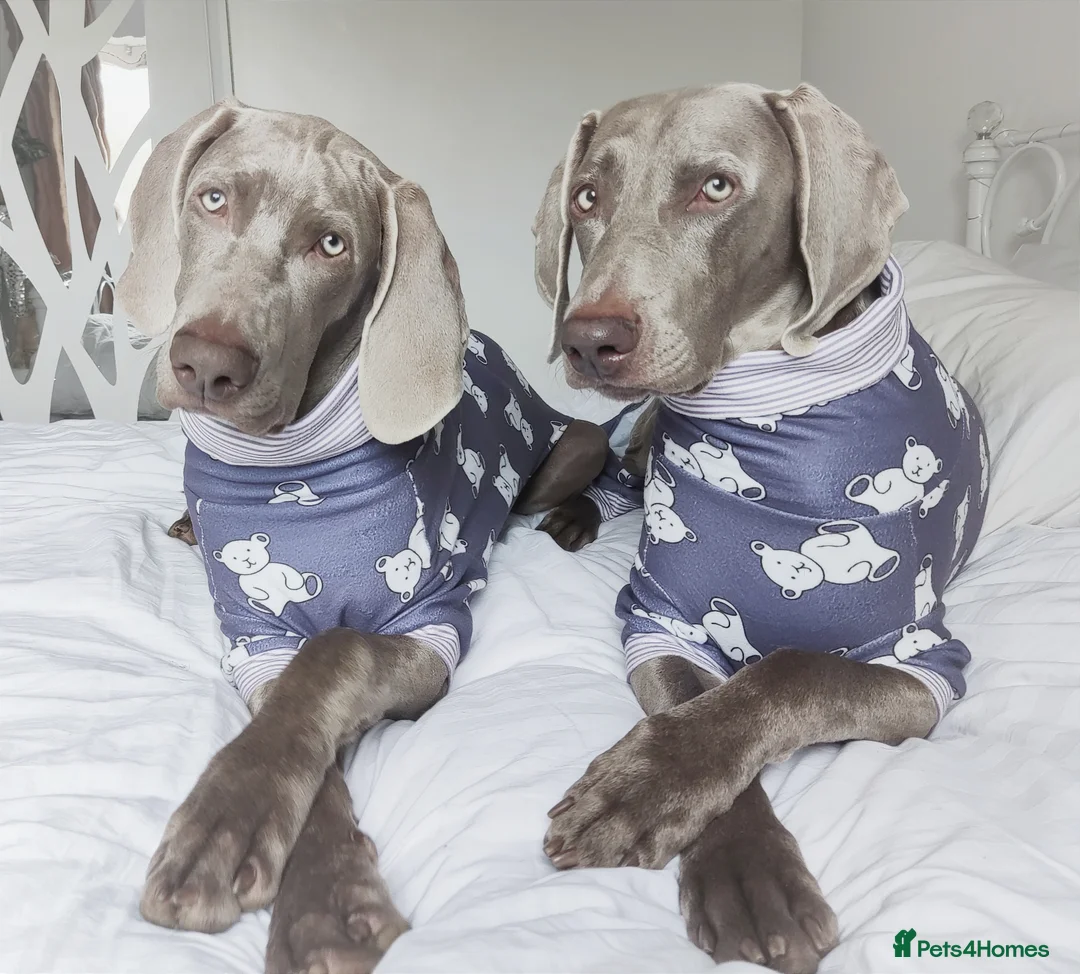 Weimaraner dogs for stud: 🌟Superb🌟Proven🌟Hip Scored🌟KC in Woodbridge - Advert 35