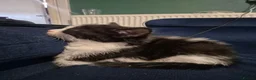 British Shorthair cats for sale: 3 Gorgeous Kittens looking for their forever homes - Advert 3