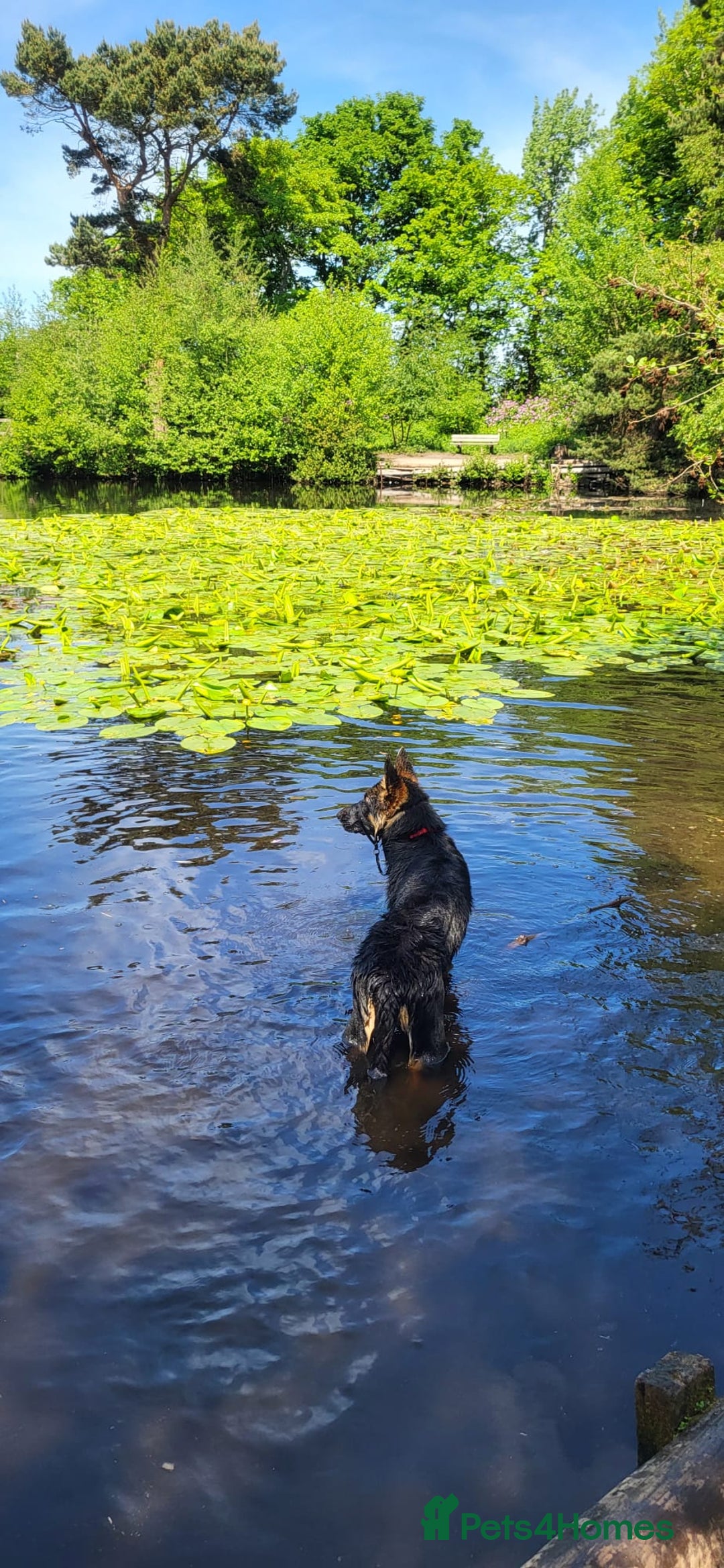 German Shepherd dogs for sale: Freyr - Image 6