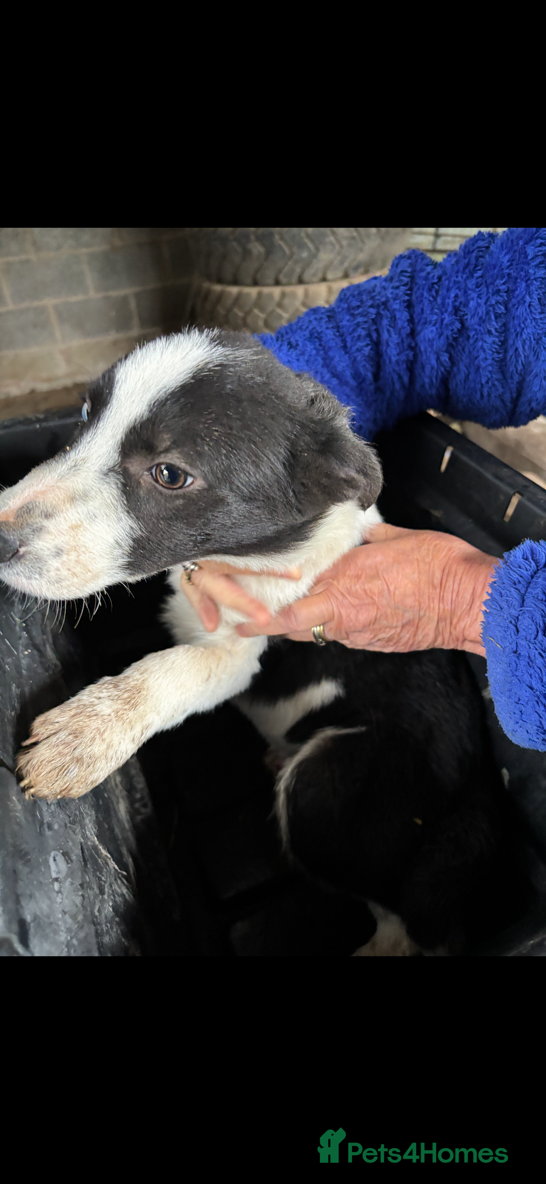 Smooth Collie dogs for sale: Collie pups for sale  - Advert 5