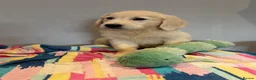 Golden Retriever dogs for sale: Beautiful golden retriever pups ready now  - Advert 11
