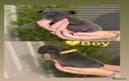 French Bulldog dogs for sale: French bulldog puppies  - Image 6