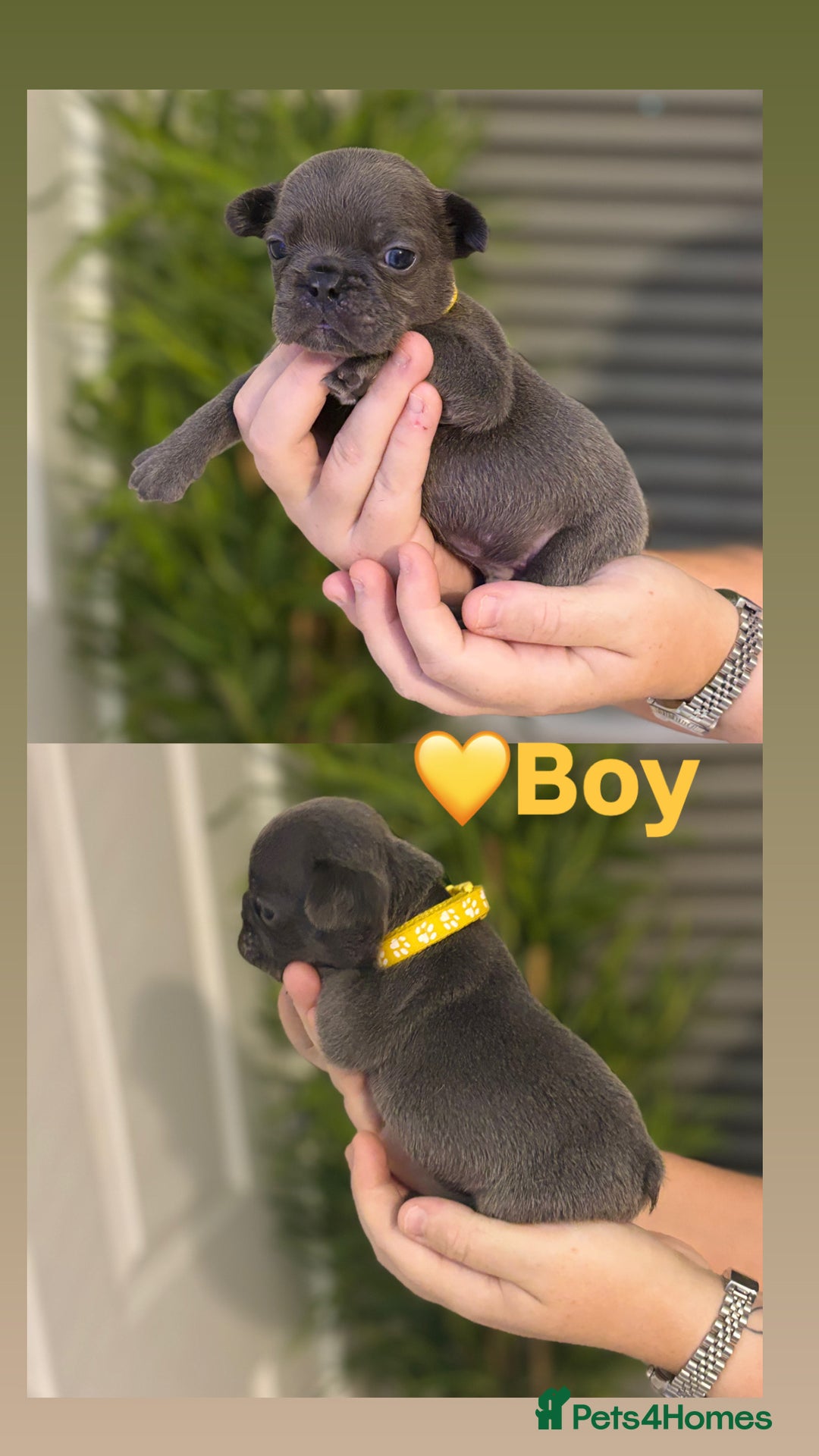 French Bulldog dogs for sale: French bulldog puppies  - Image 6