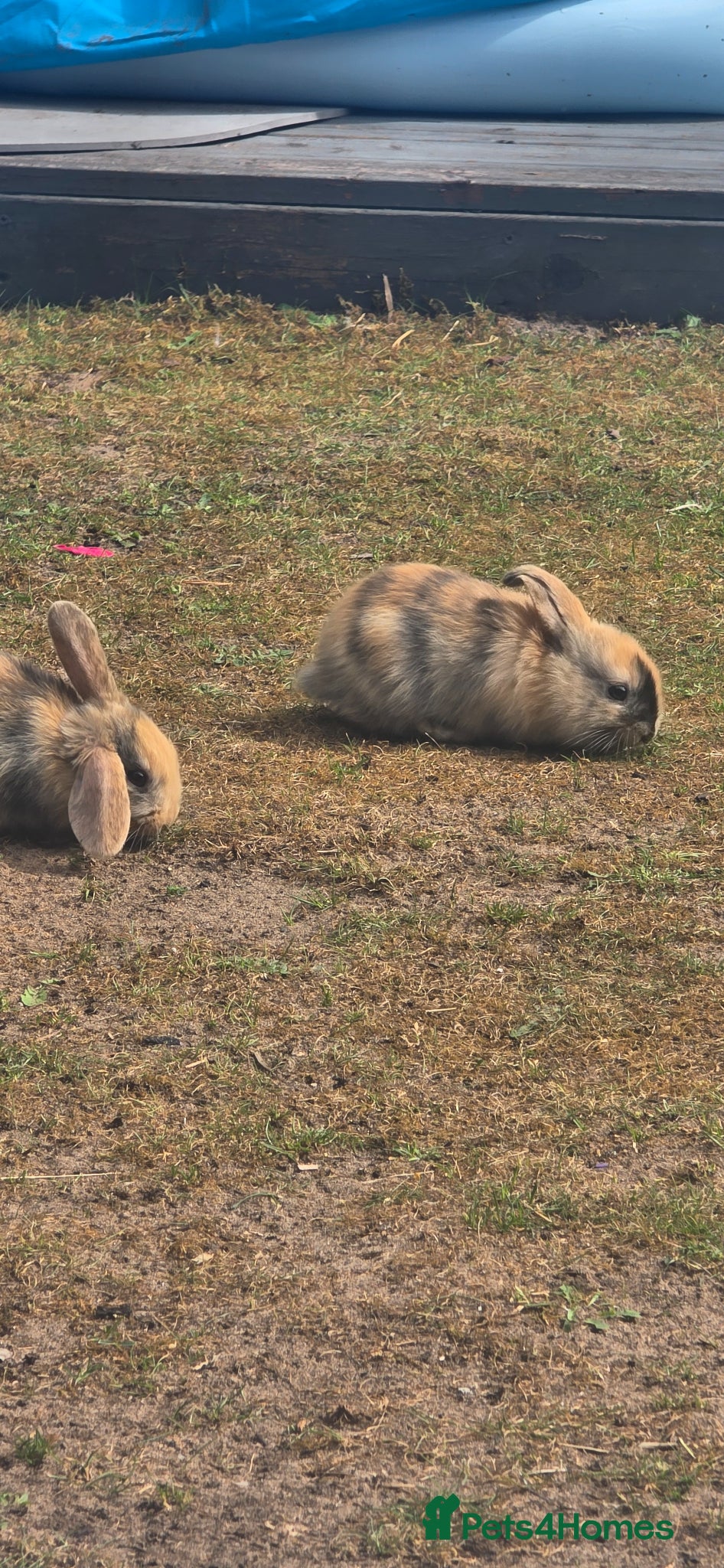 Mini Lop rabbits Mini Lop bunnies  - Advert 8