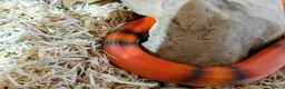 Milk Snake reptiles for sale: TANGERINE HONDURAN MILK SNAKE - Advert 3
